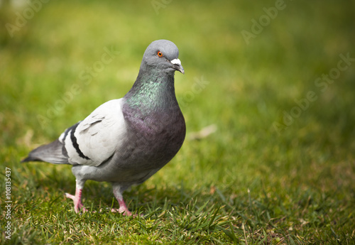Beautiful pigeon on the grass