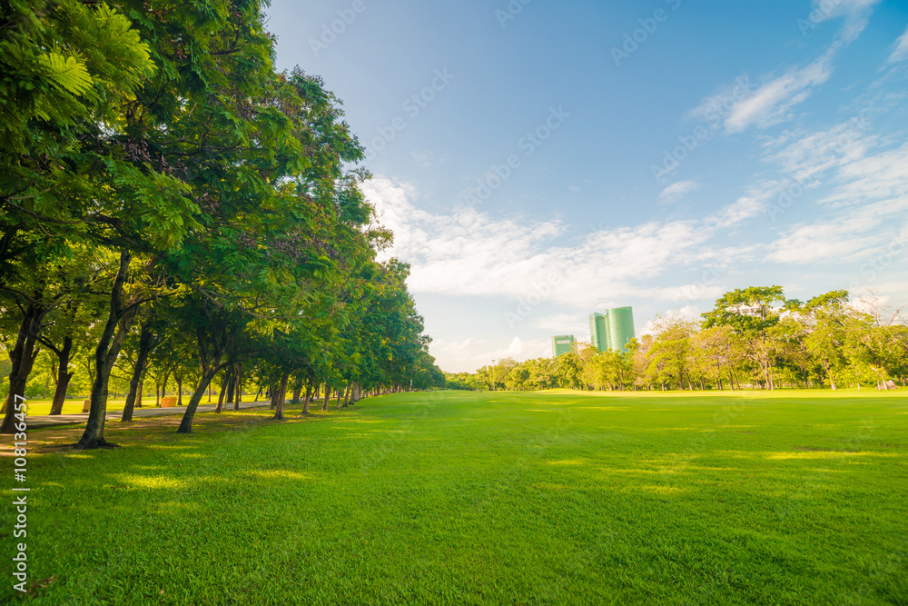 Fototapeta premium Green public park outdoor