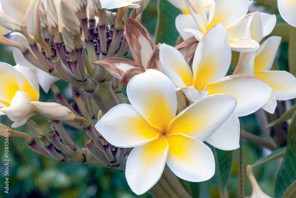 Obraz premium Flores