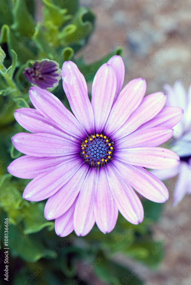 Fototapeta premium Flor