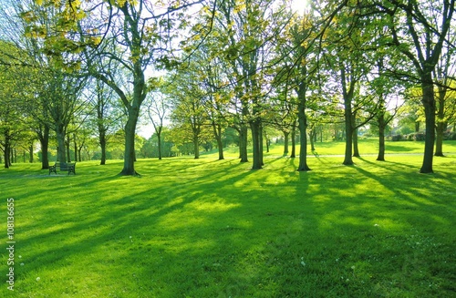 Fototapeta Naklejka Na Ścianę i Meble -  Park landscape in the Springtime.