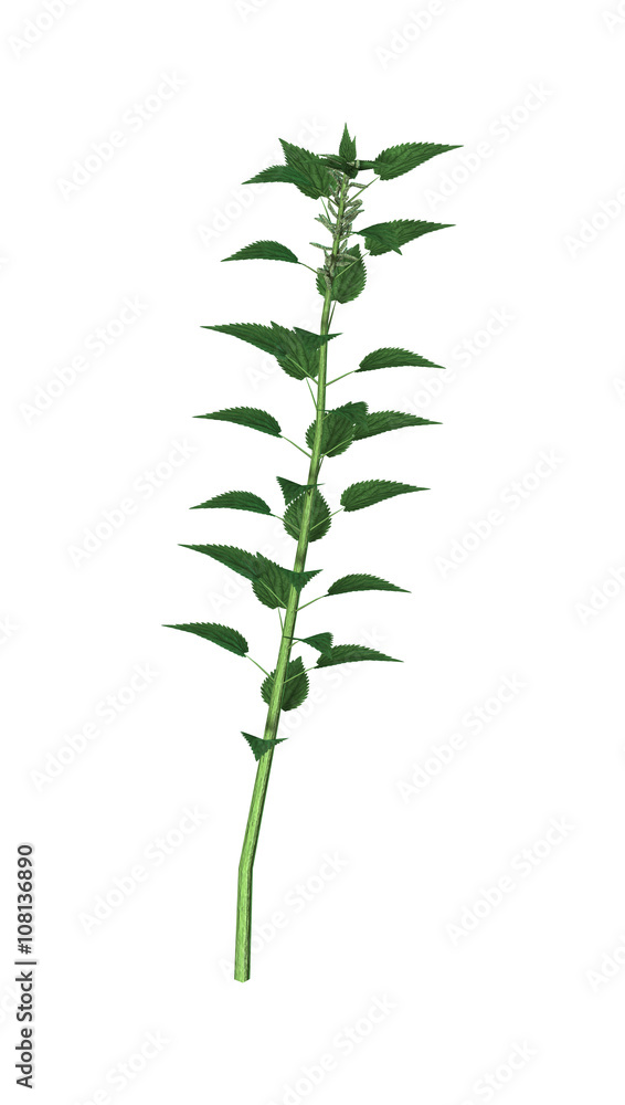3D Illustration Urtica Dioica or Nettle on White 3D Illustration Urtica Dioica or Nettle on White