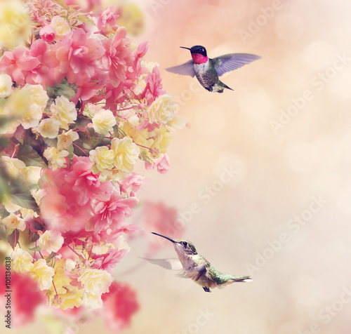 Fototapeta Hummingbirds and Flowers