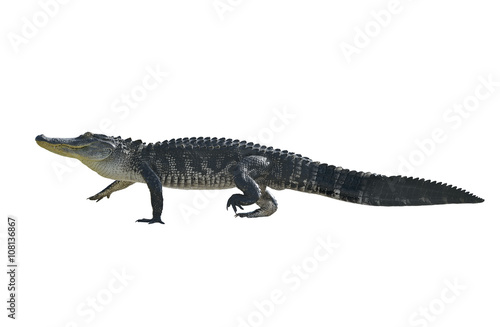 Large Florida Alligator © SunnyS