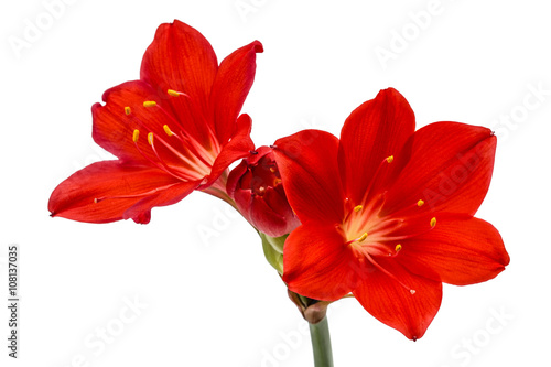Red flower of Clivia, isolated on white background