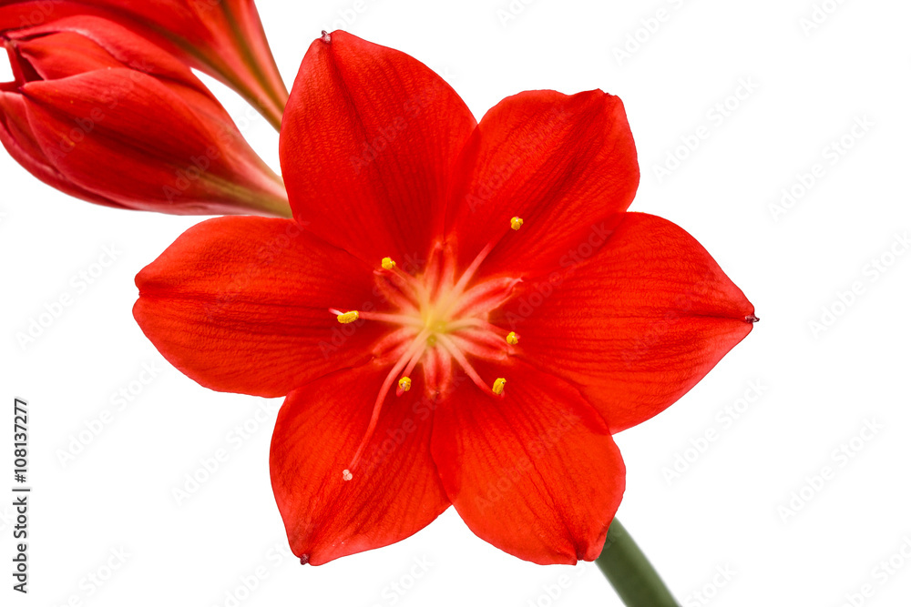 Fototapeta premium Red flower of Clivia, closeup, isolated on white background