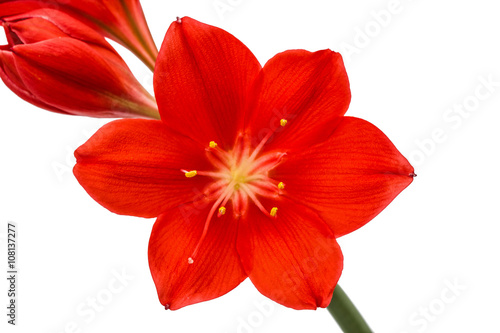 Red flower of Clivia, closeup, isolated on white background