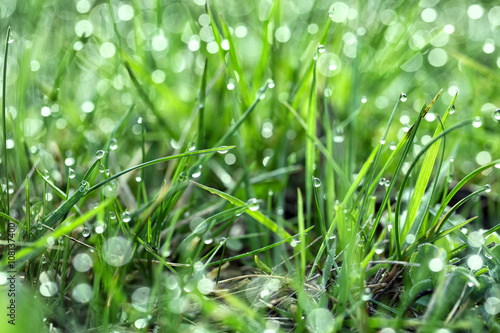 Green juicy grass with dew