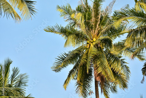 Coconut tree