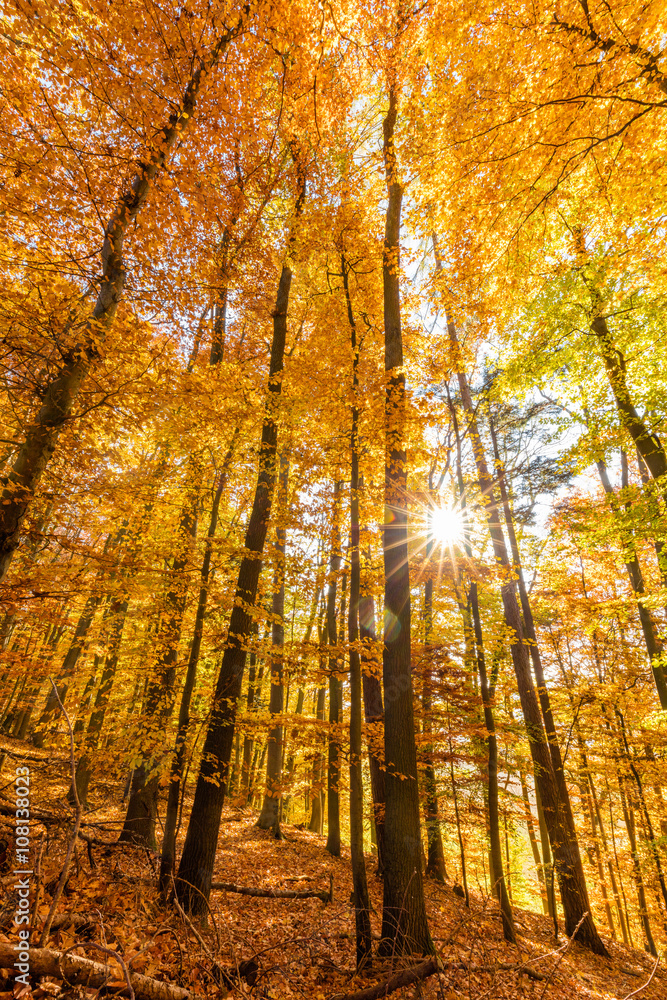 Fototapeta premium Herbstwald