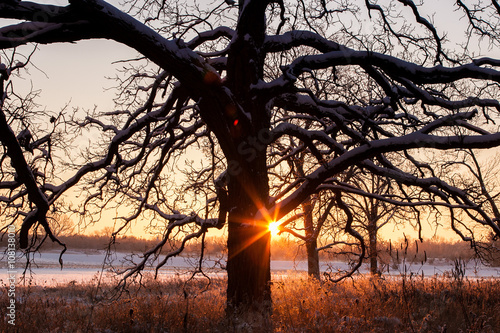 Winter starburst sunrise in an oak savanna.