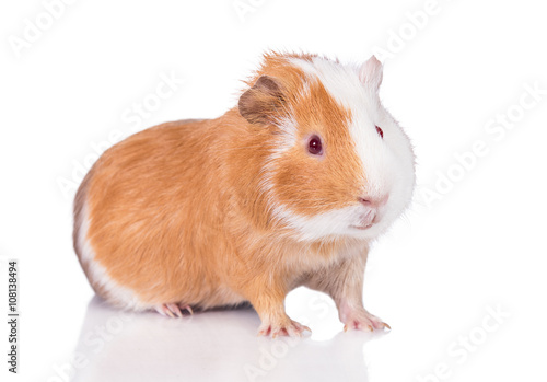 Guinea pig with red eyes isolated on white