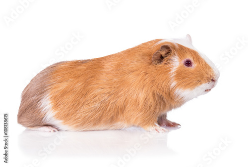 Guinea pig with red eyes isolated on white