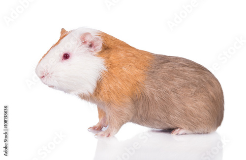 Guinea pig with red eyes isolated on white