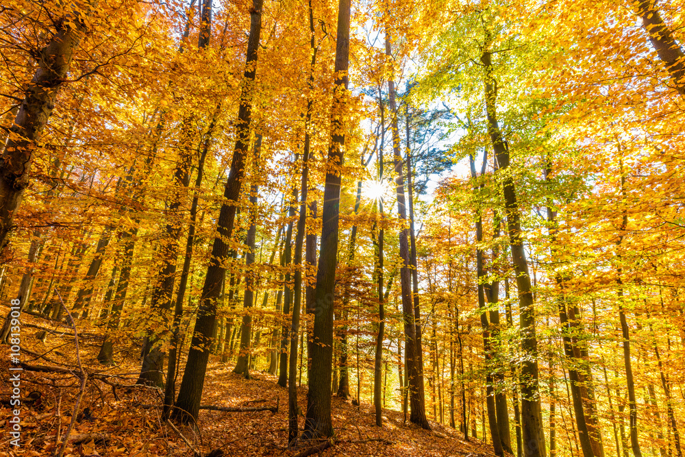 Fototapeta premium Herbstwald
