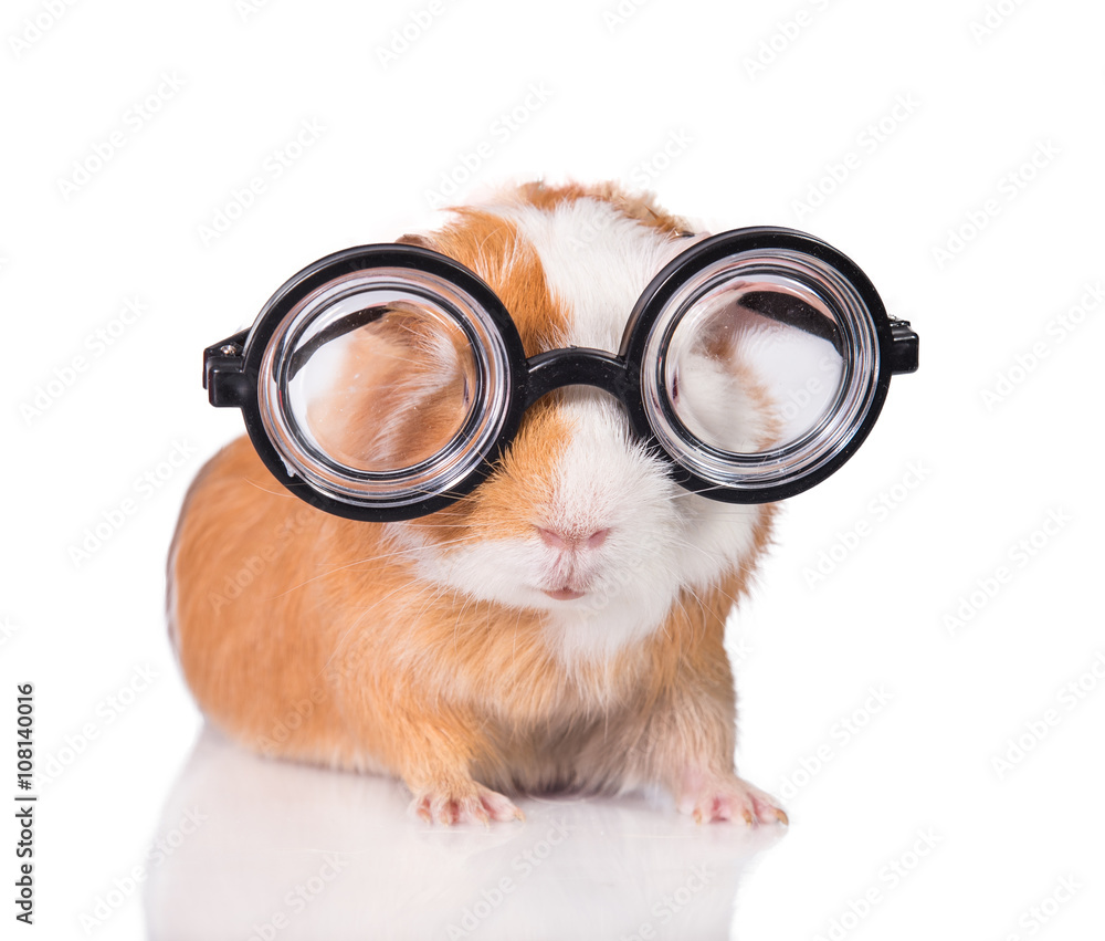 Create A Highquality 3D Rendering Of A Happy Guinea Pig Wearing