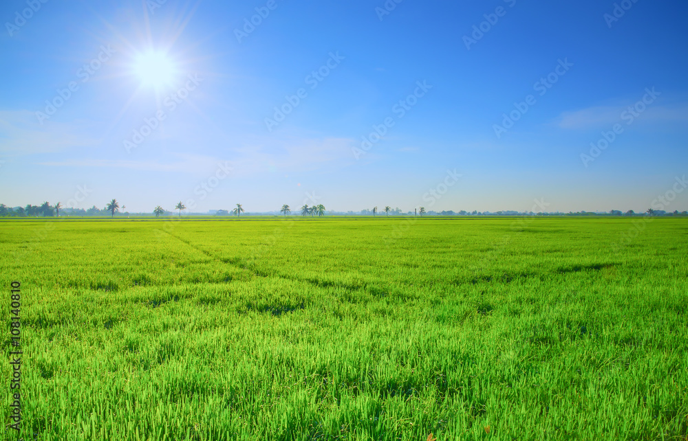 Green rice field with sun and blue sky Green rice field with sun and blue sky