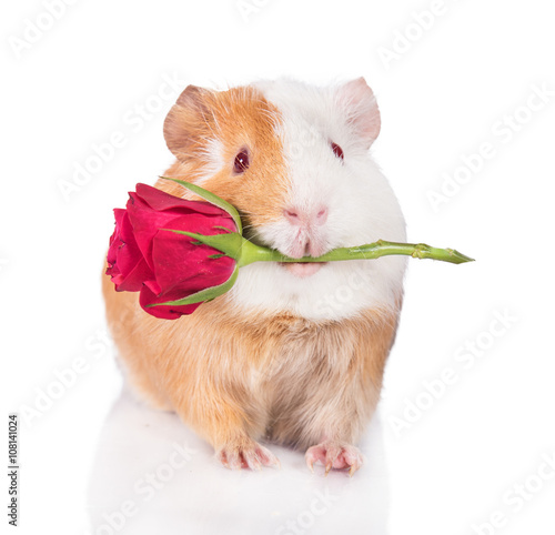 Guinea pig holding a rose in its mouth isolated on white