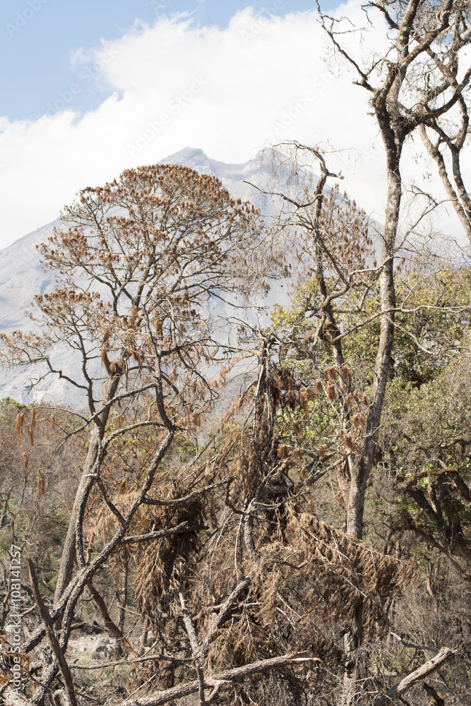 volcano of colima volcano of colima