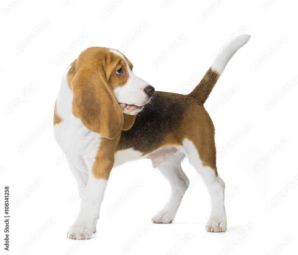 puppy Beagle on white background