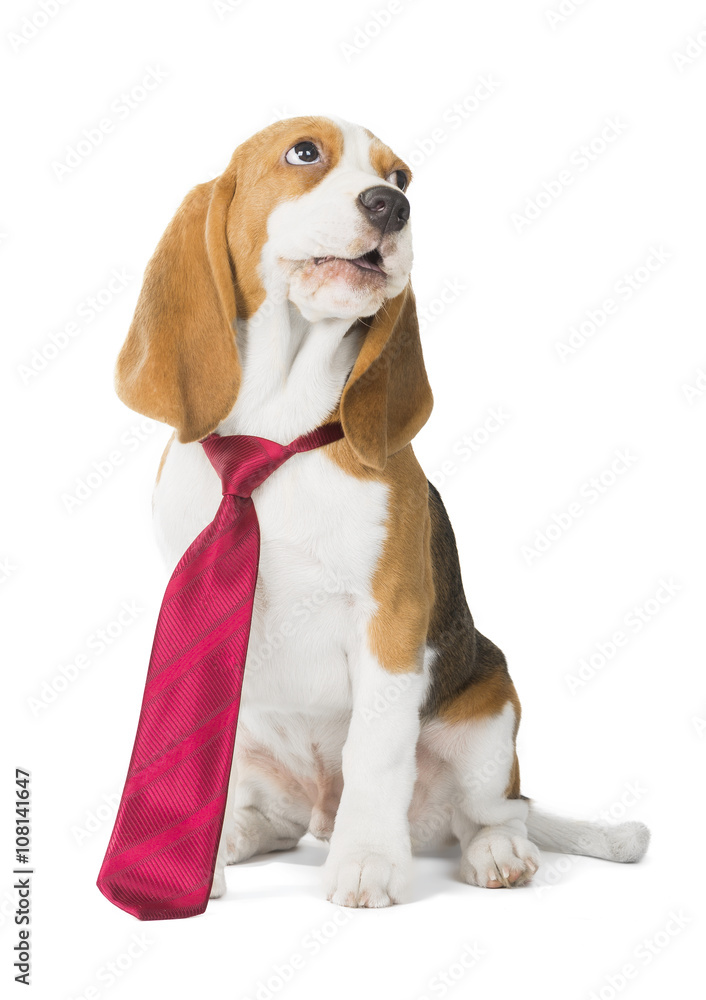 dog puppy Beagle tie