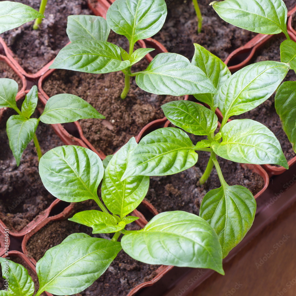 Young sprouts pepper closeup Young sprouts pepper closeup