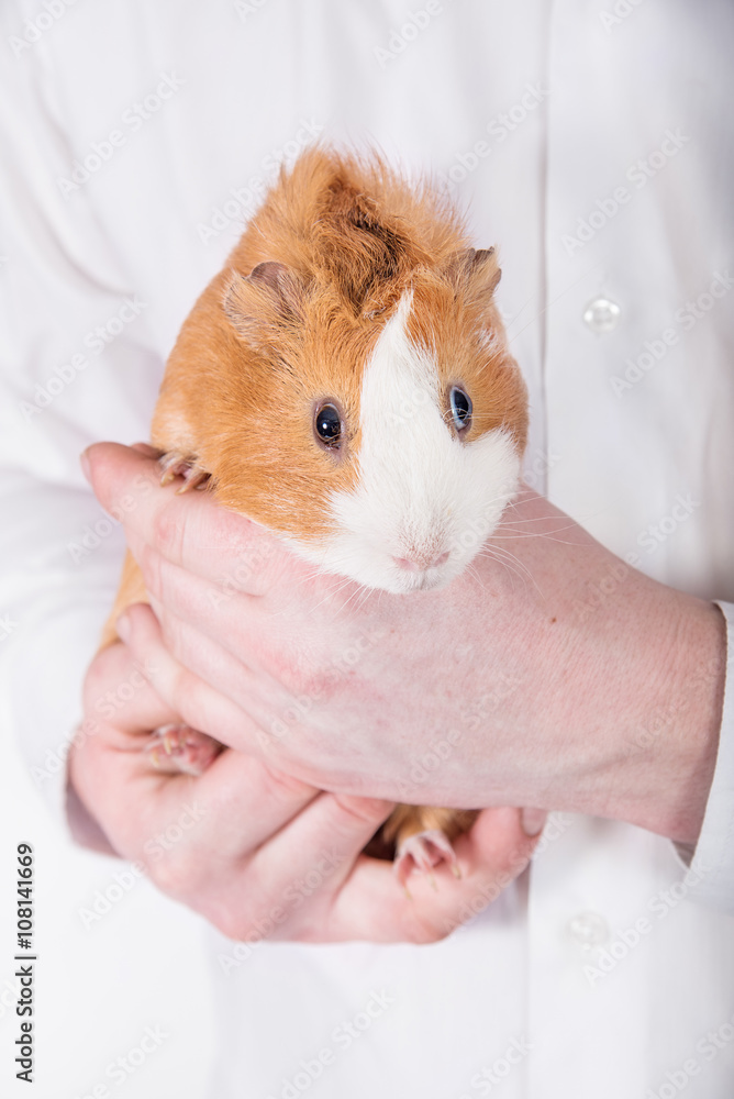 Man holding a guinea pig in the hands Man holding a guinea pig in the hands