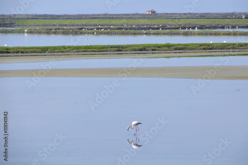 Flamingo's at the bay of Kaloni Lesvos Greece photo