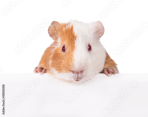 Guinea pig hanging its paws over a white banner