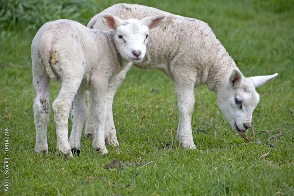 sheep walking in grassland at springtime sheep walking in grassland at springtime