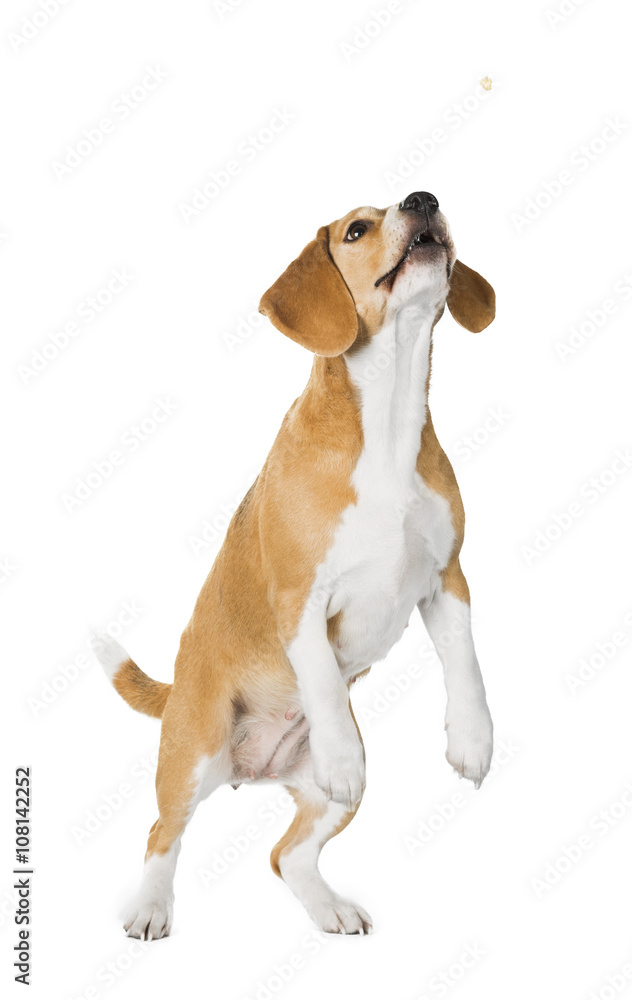 cute beagle dog isolated on white background cute beagle dog isolated on white background