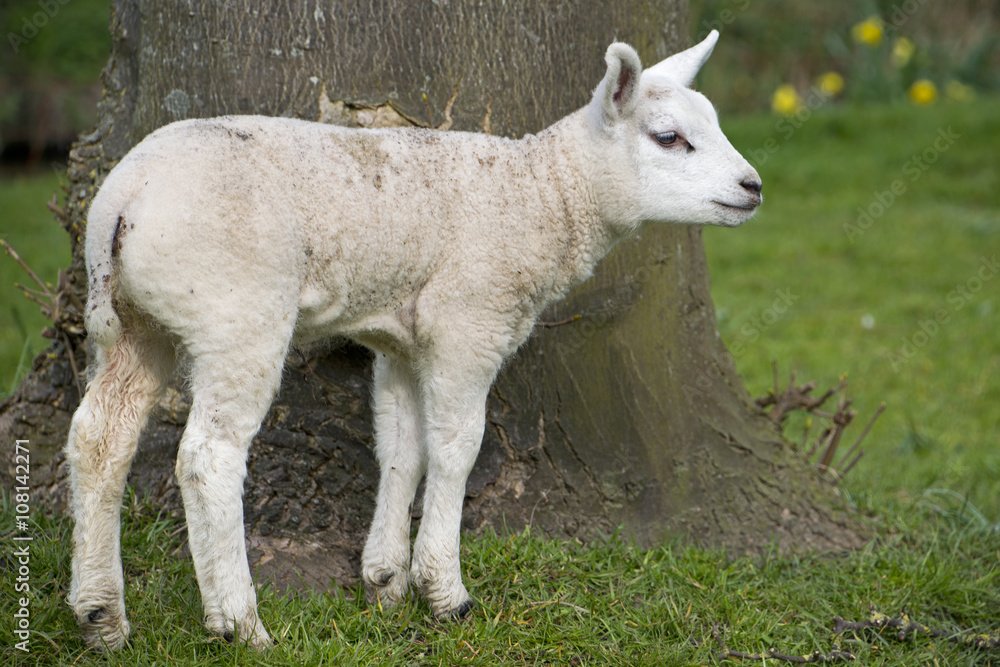 Obraz premium sheep walking in grassland at springtime