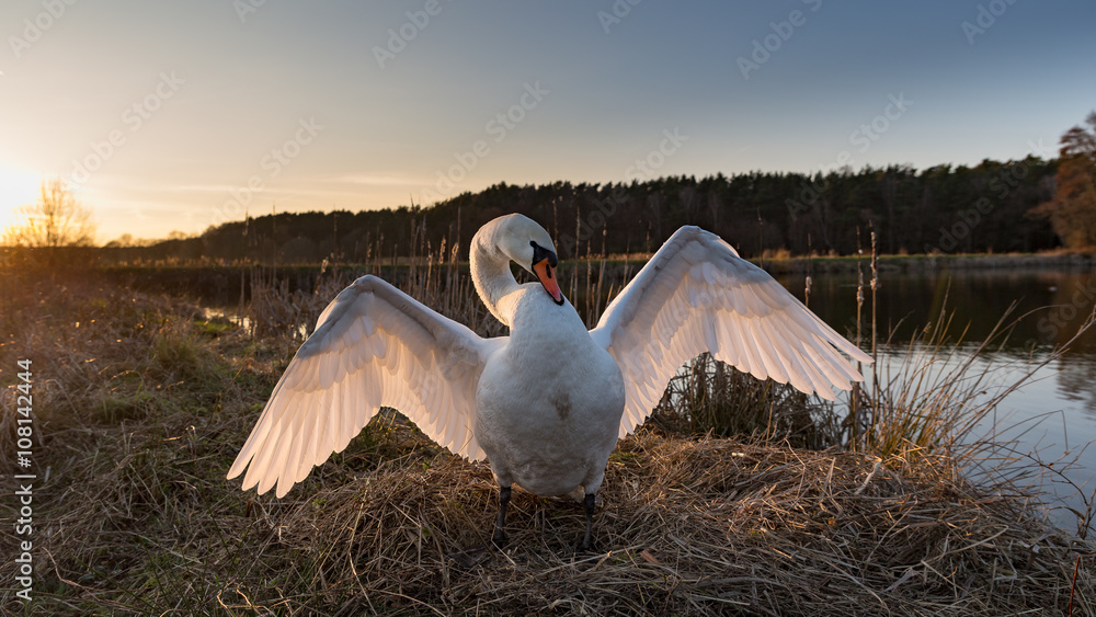 Obraz premium majestic swan