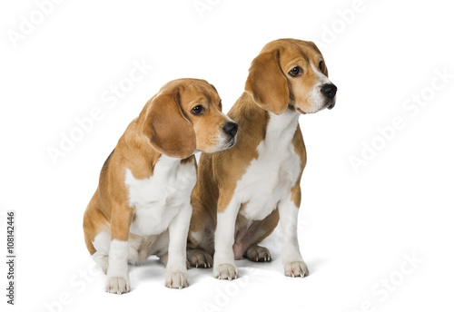 two cute beagle dog isolated on white background © vivienstock