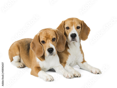 two cute beagle dog isolated on white background