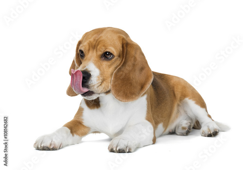 beagle lies on a white background in studio