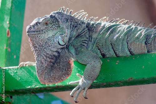 Iguana