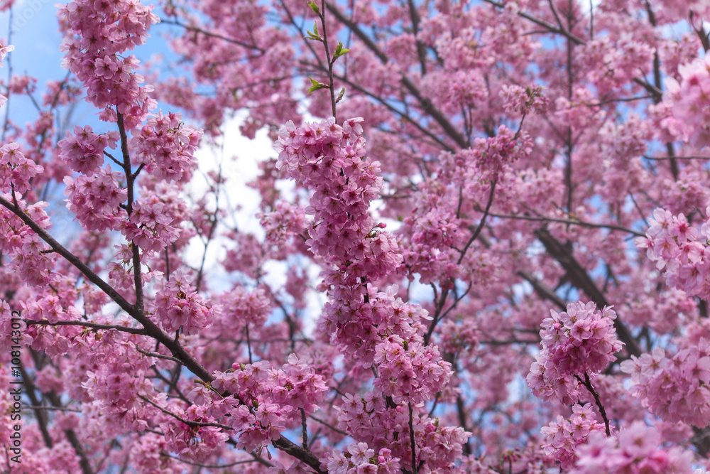 The cherry blossoms.
Flowering trees in the spring. Japan. Tokyo. The cherry blossoms.
Flowering trees in the spring. Japan. Tokyo.
