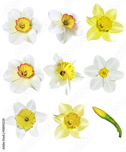 spring flowers narcissus isolated on white background