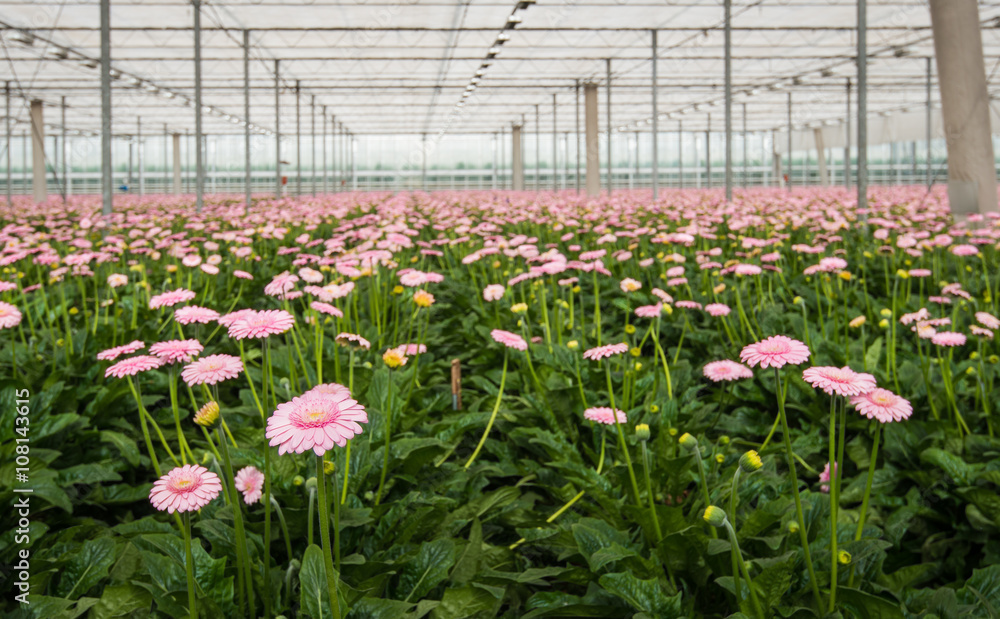 Pink Gerbera cultivation in a Dutch glasshouse