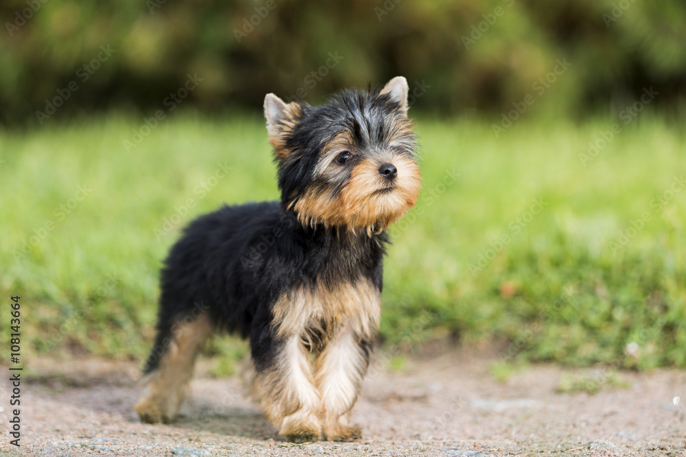 puppy Yorkshire Terrier in the Park puppy Yorkshire Terrier in the Park