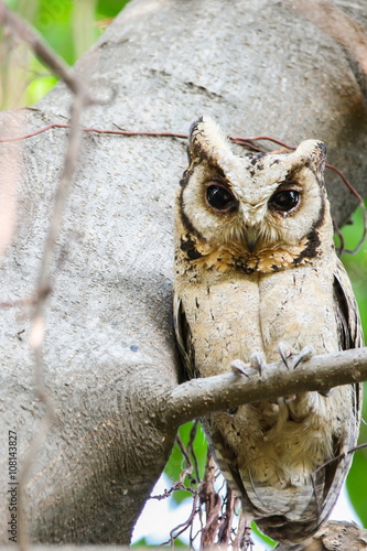 Collared Scops Owl (Otus Lempiji). photo