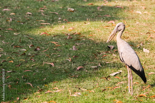 Asian Openbill (Anastomus Oscians), Bird. photo