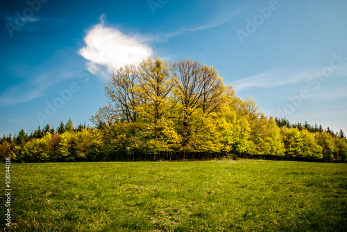 Wedge formation forest photo