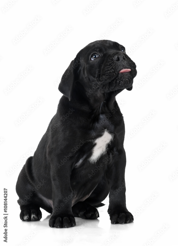 puppy Cane Corso