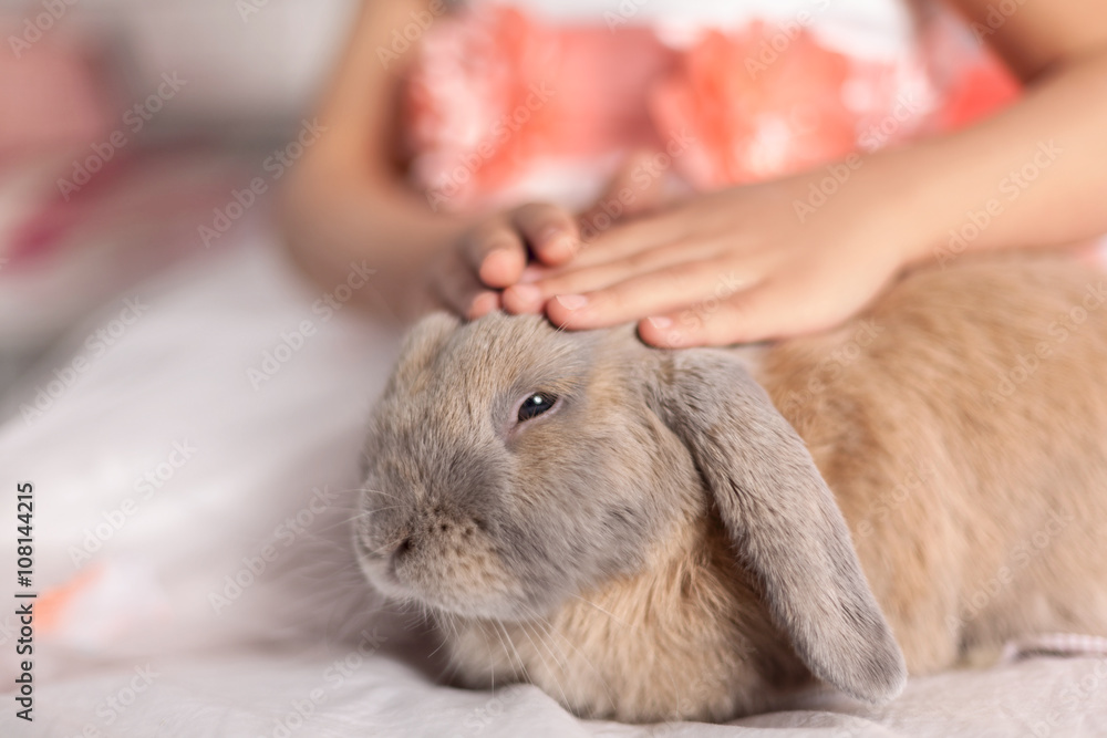 Fototapeta premium Ребенок гладит кролика