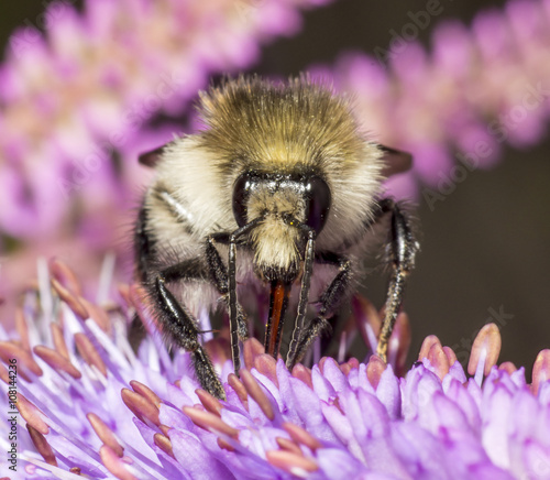 Common carder bee on Veronicastrum virginicum photo