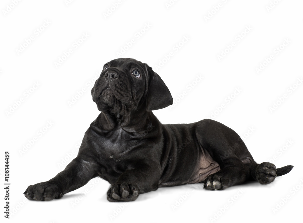 Obraz premium puppy Cane Corso
