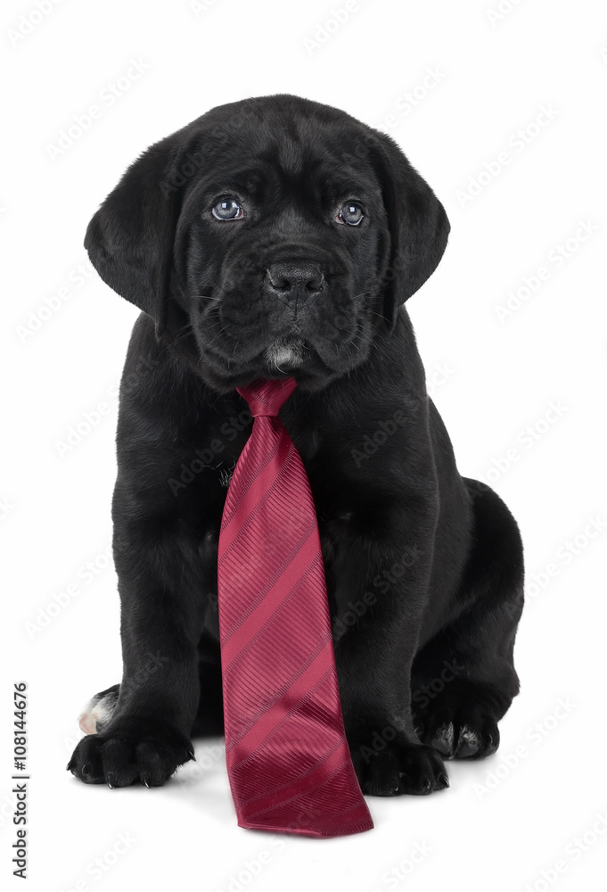 Fototapeta premium puppy Cane Corso