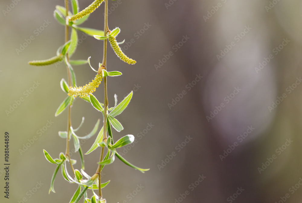 Fototapeta premium willow tree in bloom on nature